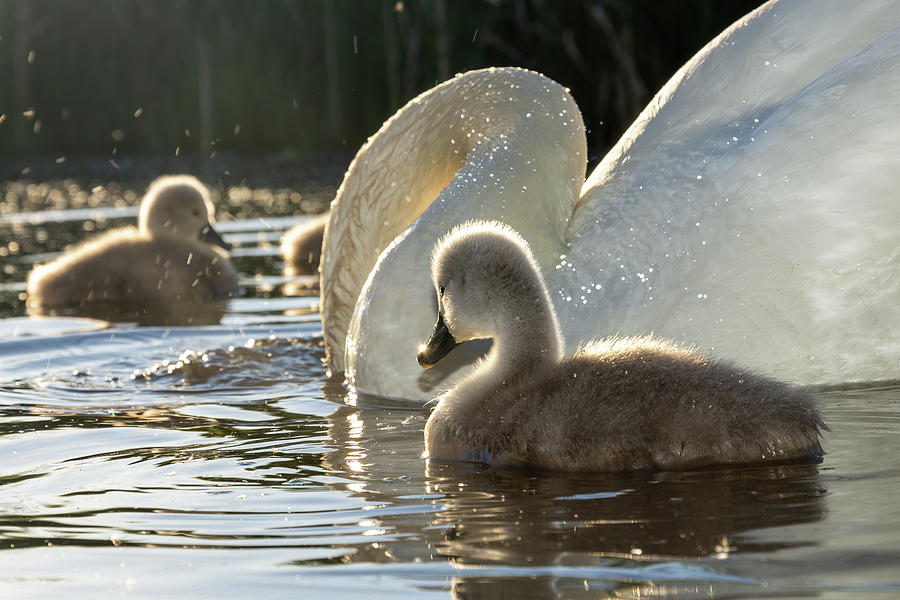 Swan family Photograph by Steev Stamford