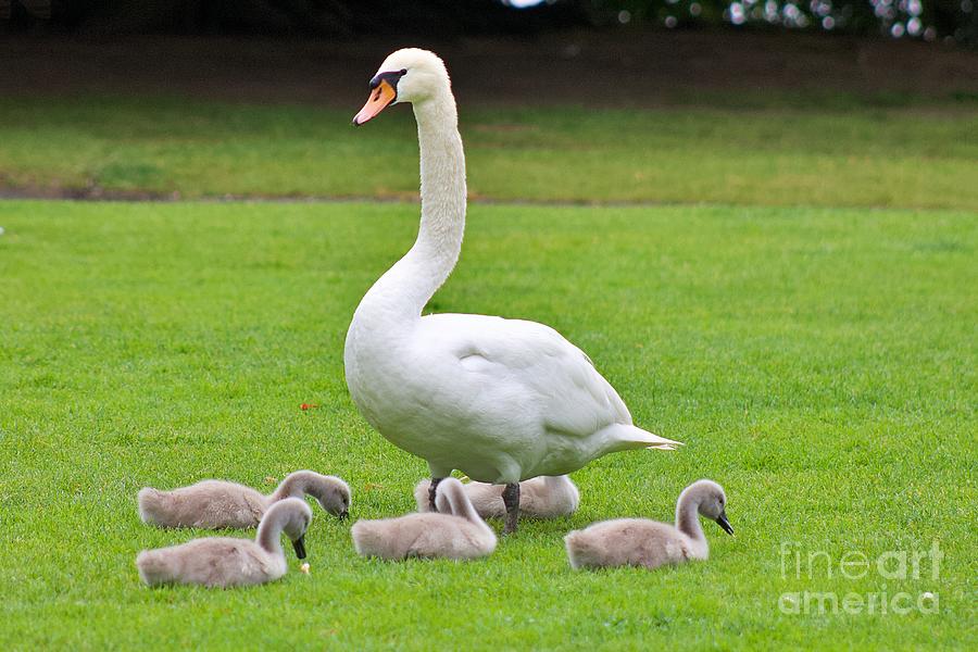 Swan Family Photograph by Yvonne M Smith