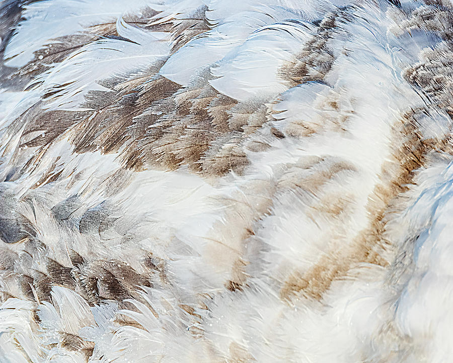 Swan Feathers Abstract Macro Photograph by Patti Deters