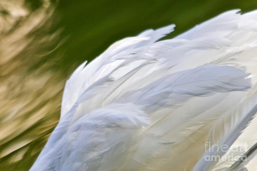 Swan Feathers Photograph by Afrodita Ellerman