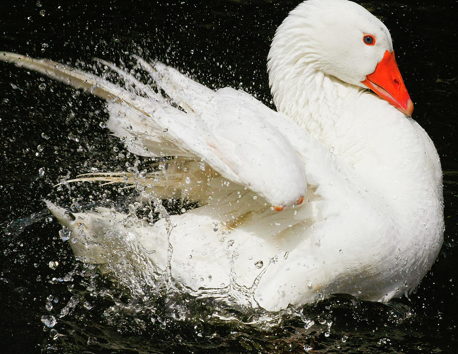 Swan flapping its wings Photograph by David Morehead