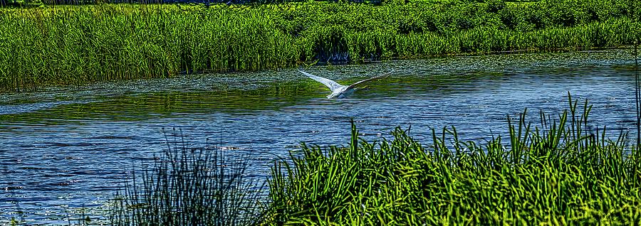 Swan Flight #l4 Photograph by Leif Sohlman