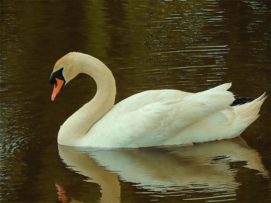 sam's club swan floating island