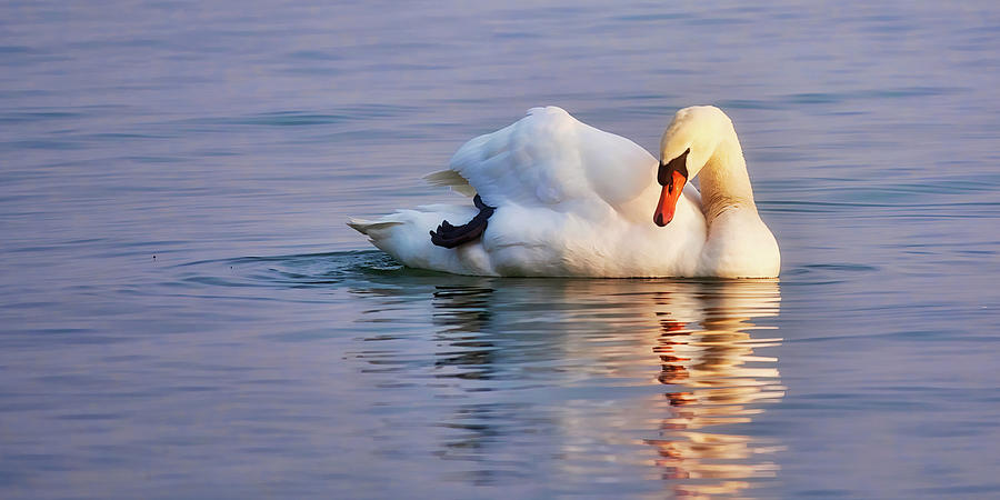 Swan floating at twilight Photograph by Tatiana Travelways