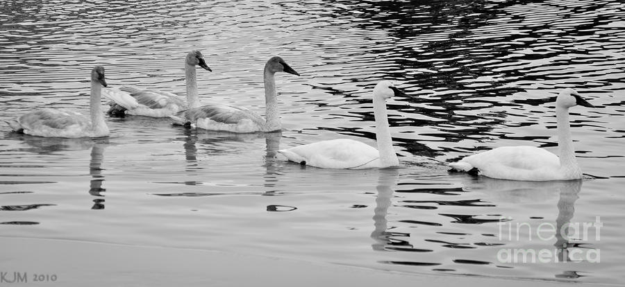 Swan Flotilla Photograph by Kevin Munro