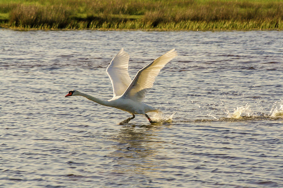 Swan Flying Above a Lake Photograph by Radmila Zas - Fine Art America