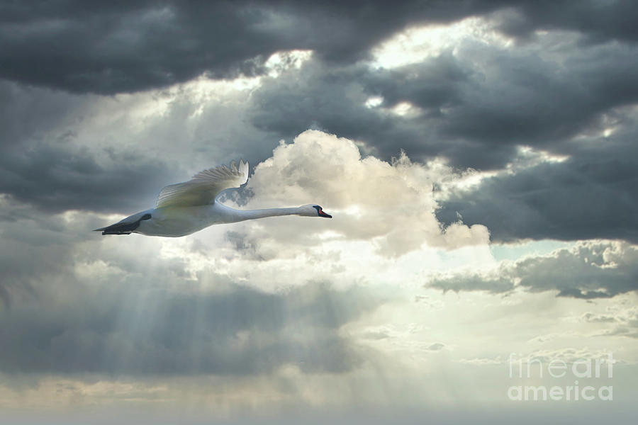 Swan Flying Against Dramatic Sky Photograph