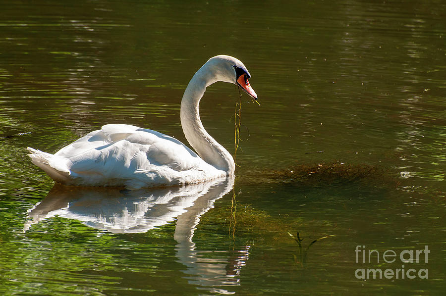 Swan Food Photograph By Ruth H Curtis