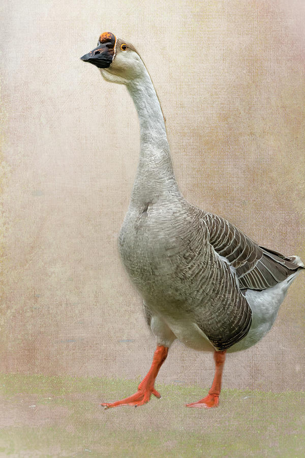 Chinese Goose Photograph by Belinda Greb