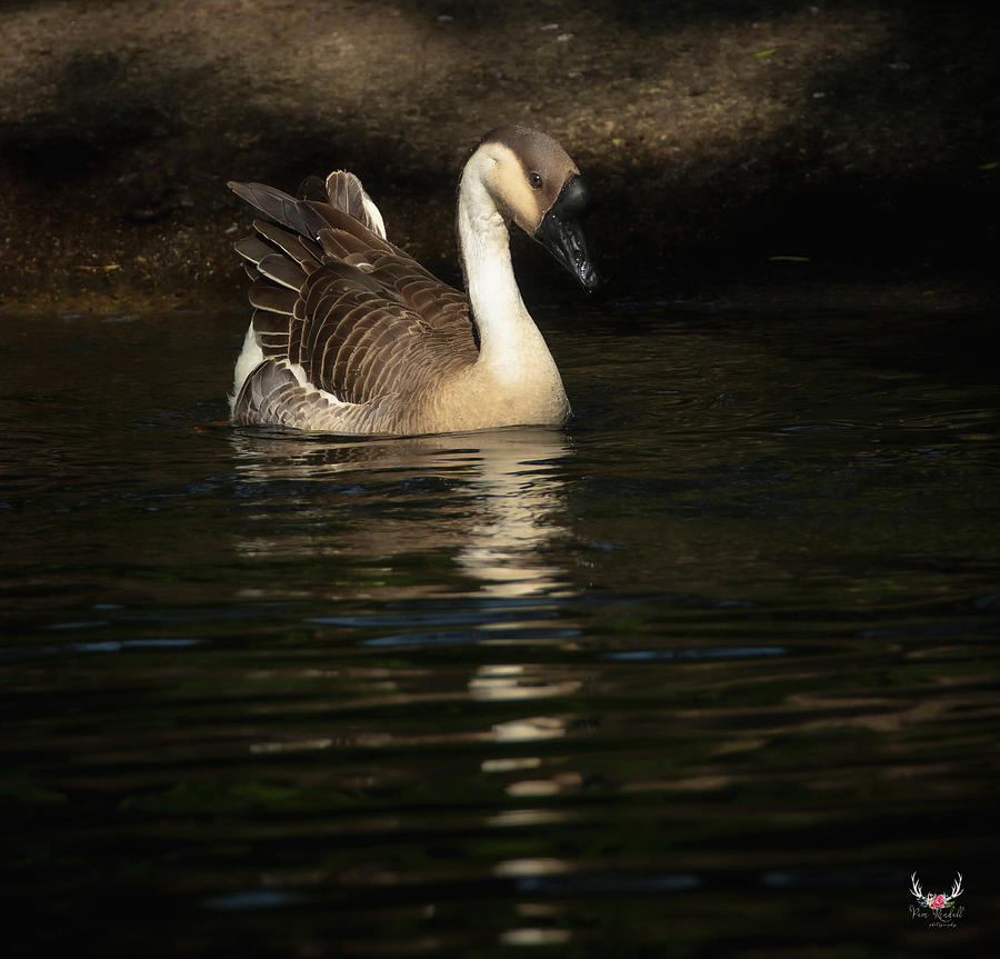 Swan Goose Photograph by Pam Rendall