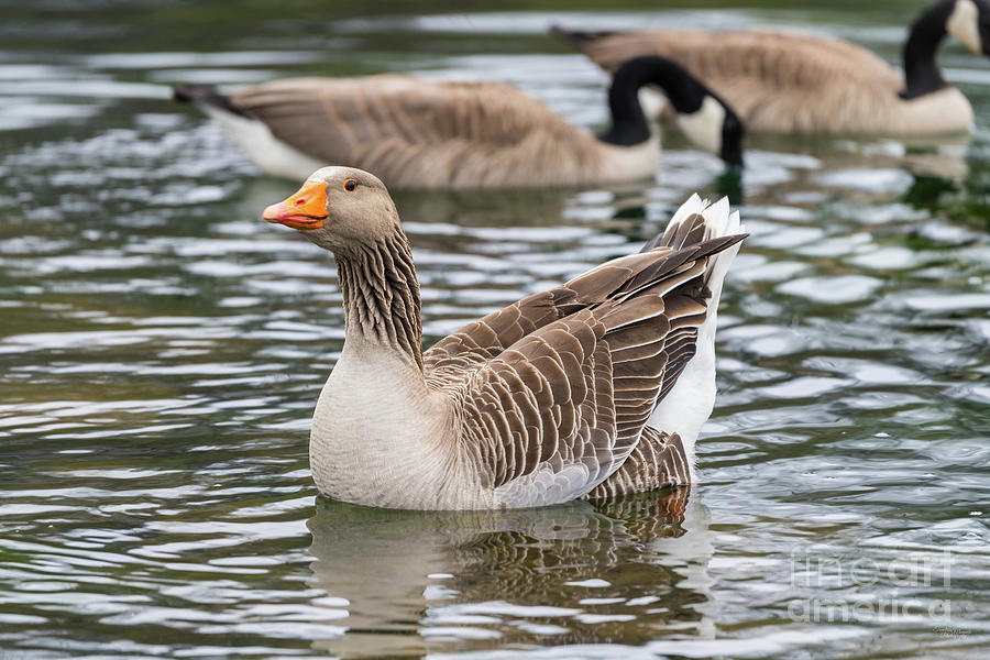 Swan Goose Taking A Swim Photograph by Jennifer White