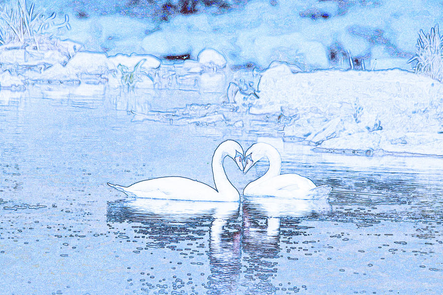 Swan Heart Love you Forever Photograph by Marlin and Laura Hum