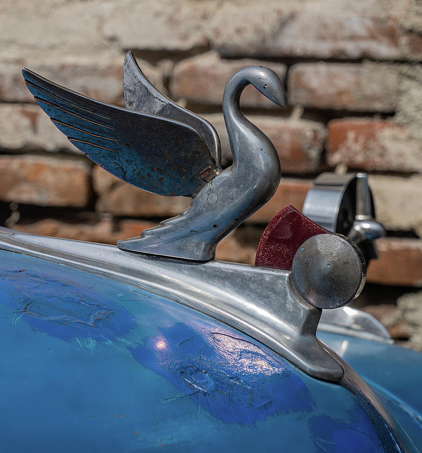 Swan Hood ornament Photograph by Roni Chastain