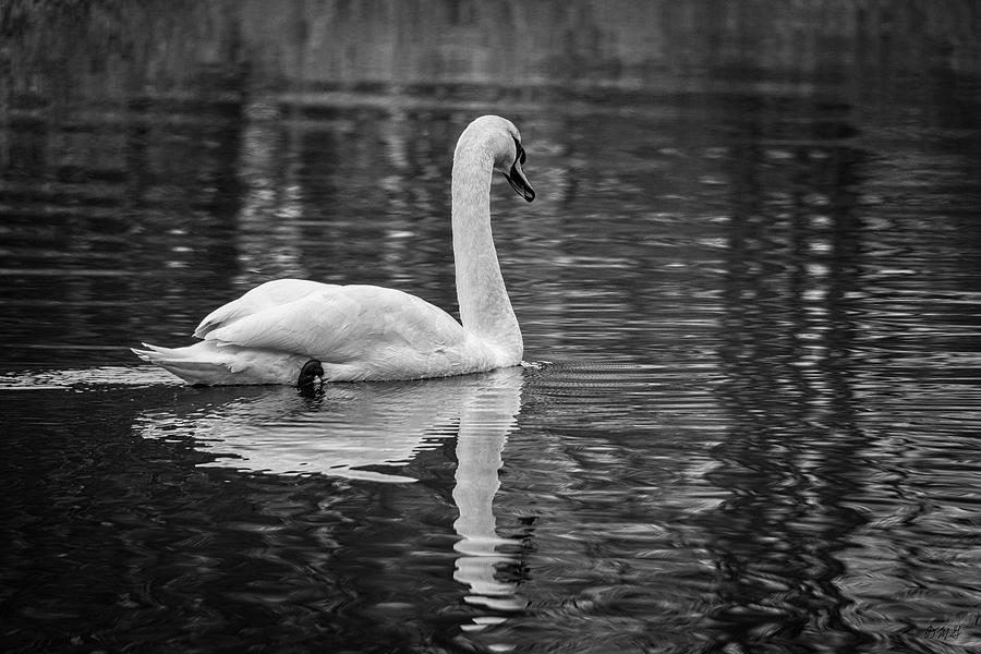 Swan I BW Photograph by David Gordon