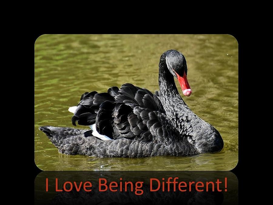 Swan I Love Being Different Photograph by Nancy Ayanna Wyatt