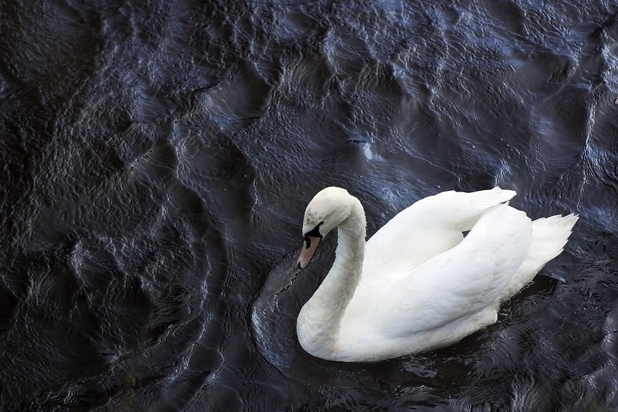 Swan in a dark dimply water Photograph by AGEphotography