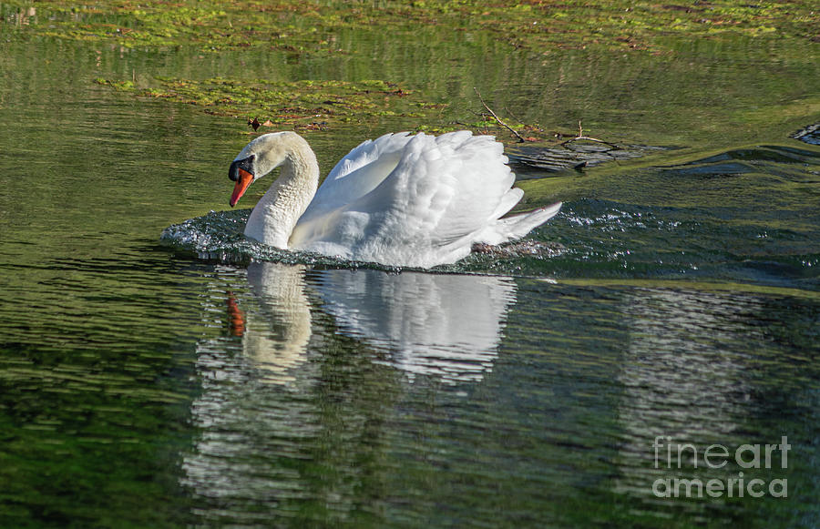 Swan in a Hurry Photograph by Cathy Donohoue