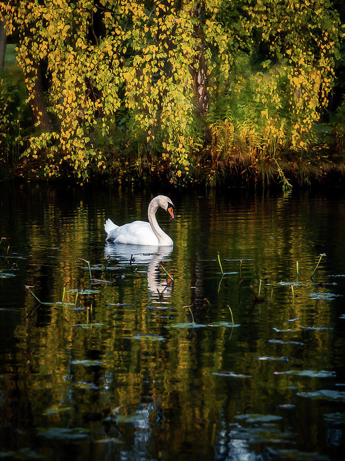 Swan in Autumn Lake Photograph by Nicklas Gustafsson