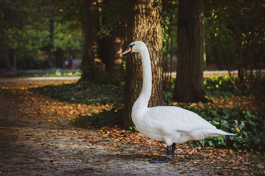 Swan in Autumn Royal Lazienki Park in Warsaw Photograph by Artur Bogacki