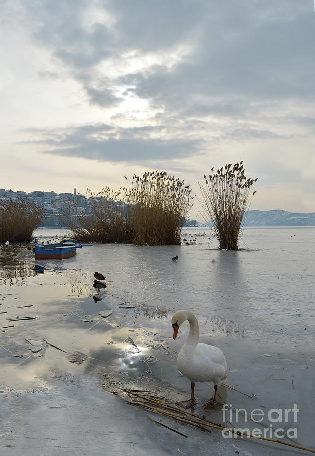 Swan In Half Frozen Lake Photograph