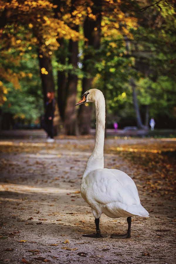 Swan In Lazienki Park In Warsaw Photograph by Artur Bogacki