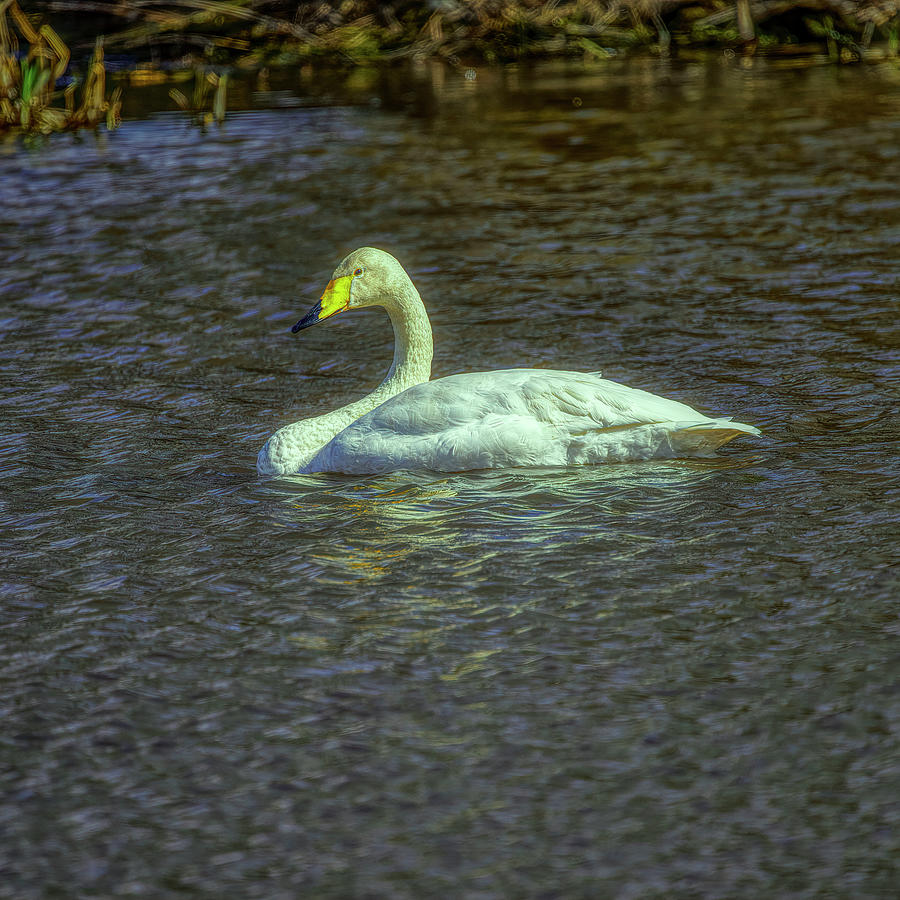 Swan in light #l1 Photograph by Leif Sohlman