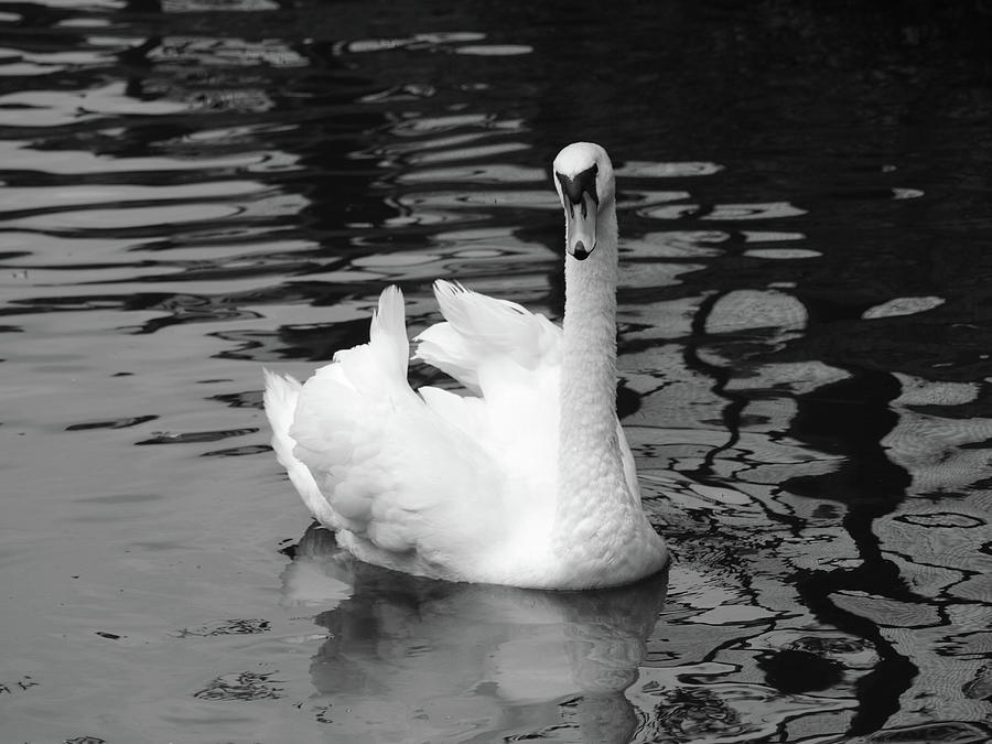 Swan In Mono Photograph