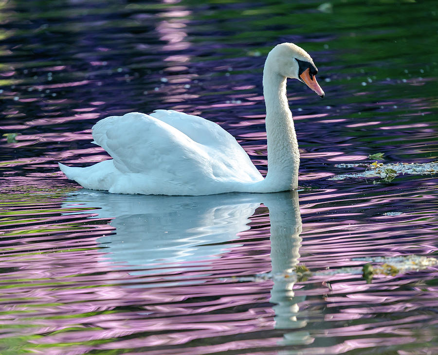 Swan in Pink Photograph by Scott Carruthers