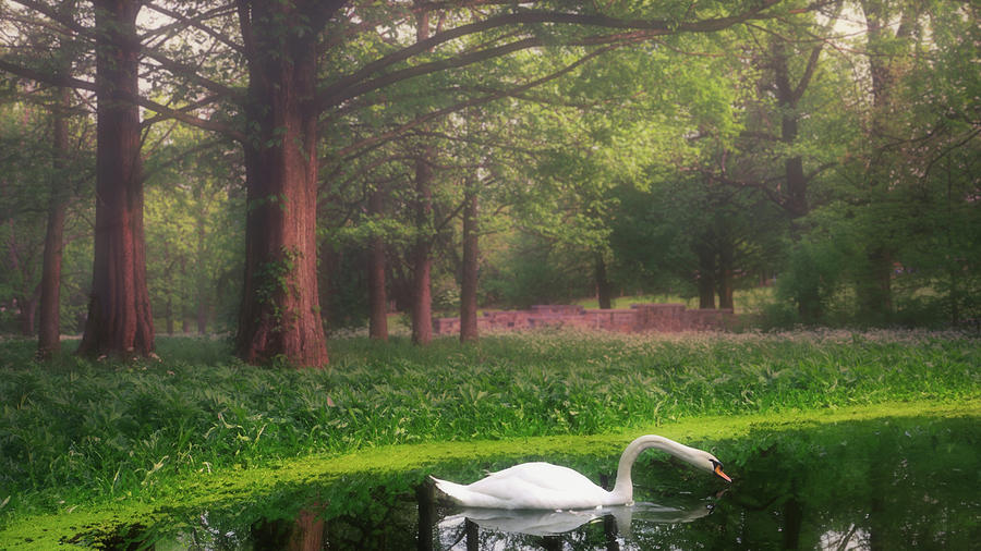 Swan in the Misty Park Digital Art by Jason Fink