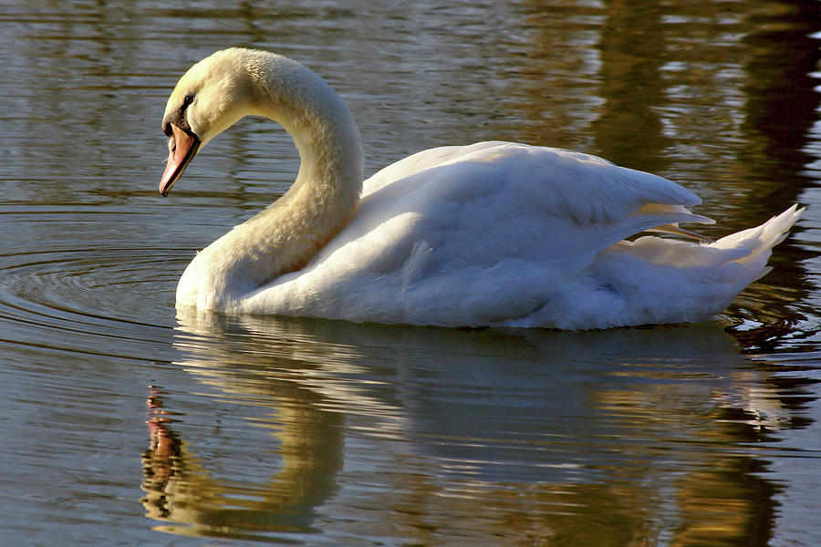 Swan in the Morning Light Photograph by Jeremy Hayden