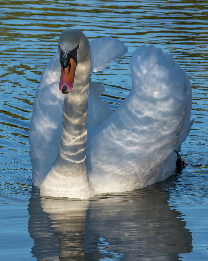 Swan In The Shadows Photograph