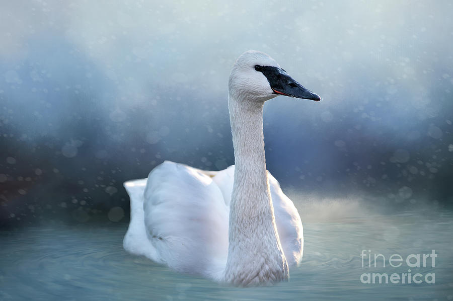 Swan In The Winter Photograph by Ed Taylor