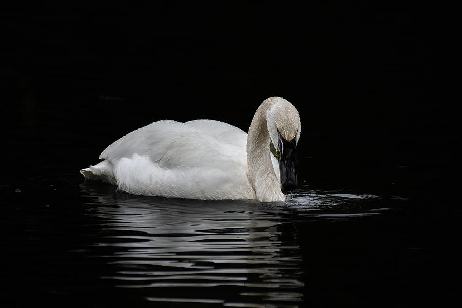 Swan Photograph by Jerry Cahill