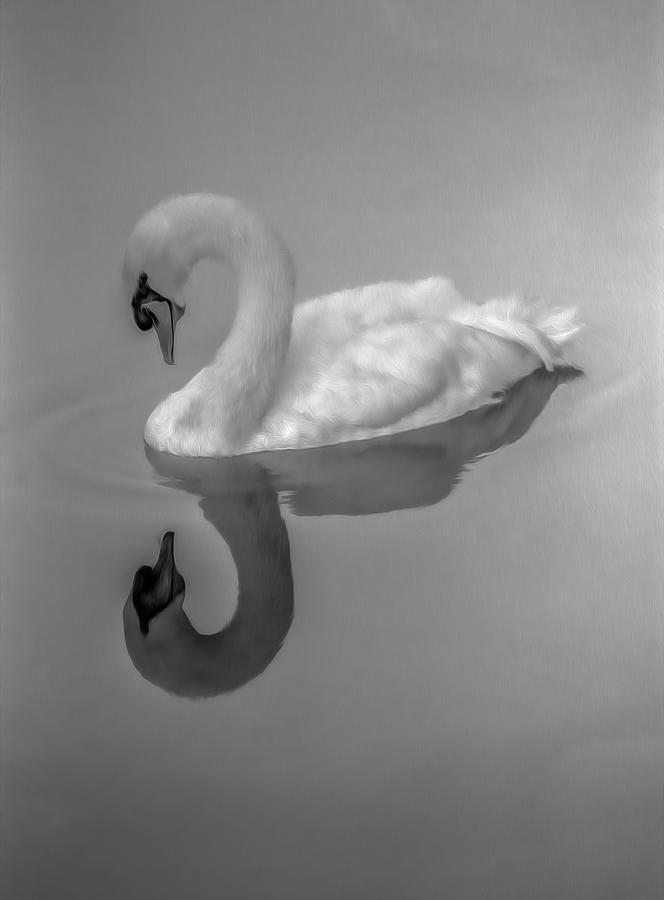 Swan Photograph by Jim Painter