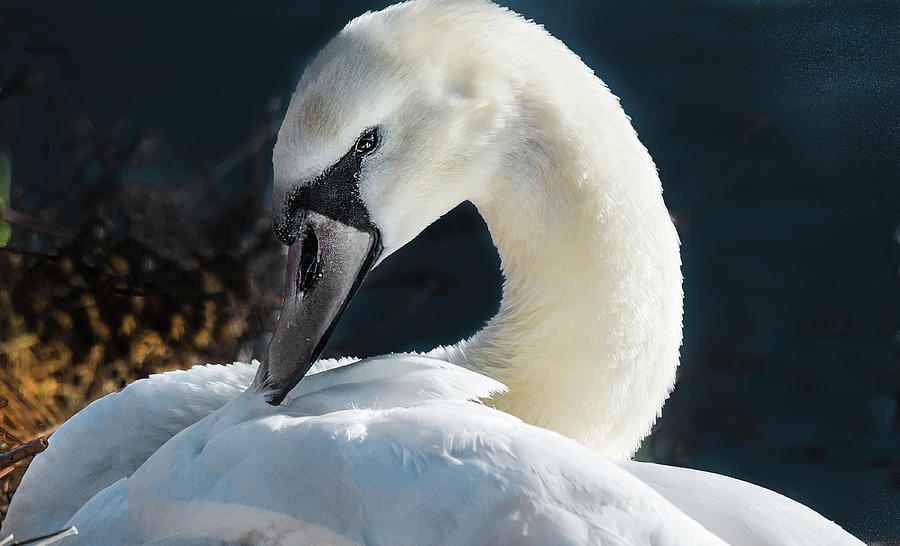 Swan Photograph by Joe Granita