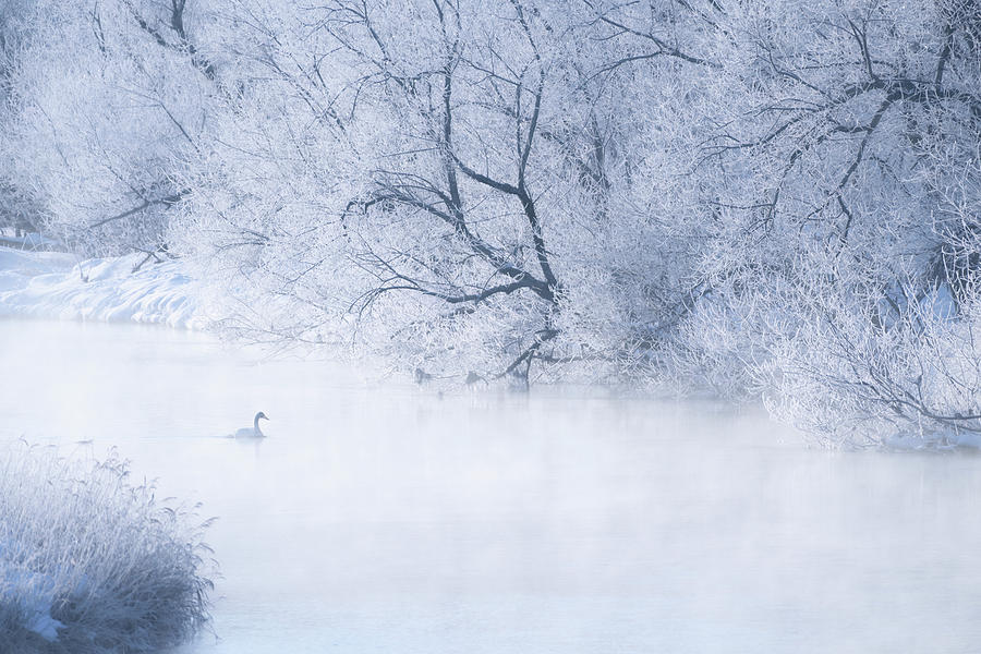 Swan Photograph by Kiran Joshi