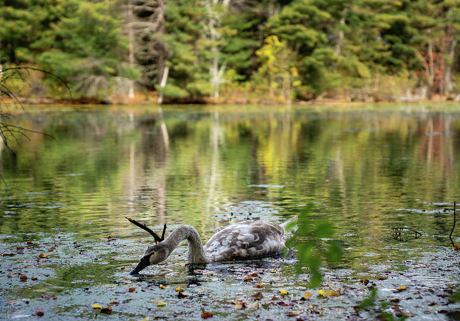 Swan Lake 1 Photograph by Dimitry Papkov