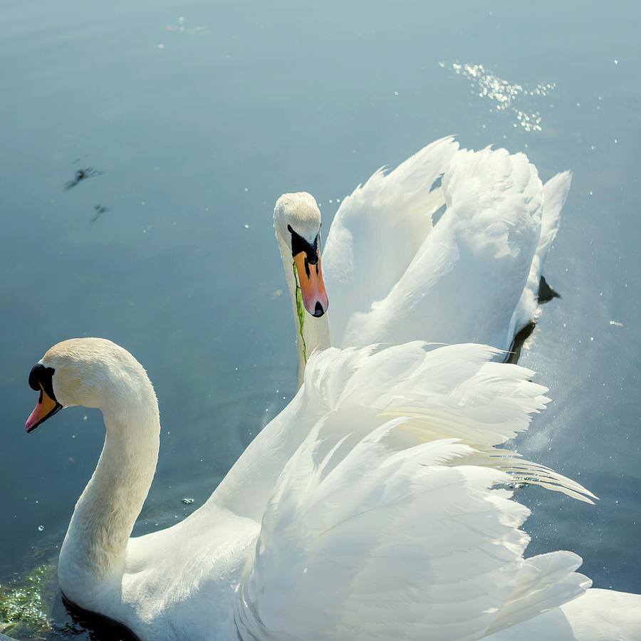 Swan Lake #2 - Swan Wildlife Nature Photography Photograph by Debra Cox ...