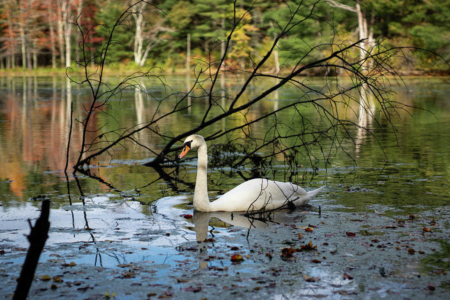 Swan Lake 2 Photograph by Dimitry Papkov