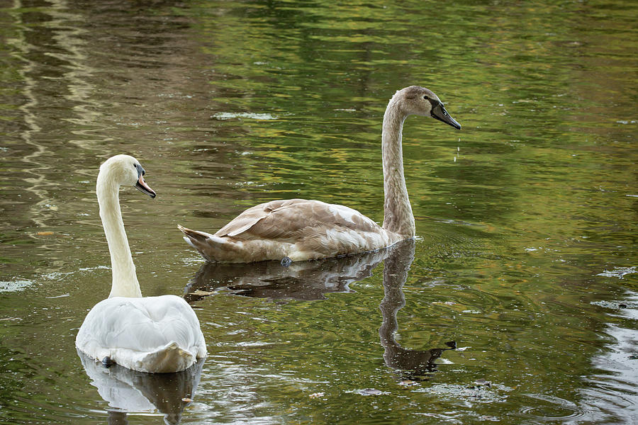 Swan Lake 7 Photograph by Dimitry Papkov
