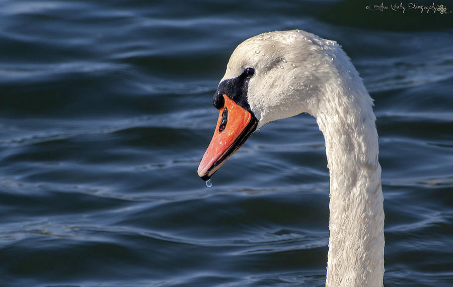 Swan Lake Photograph