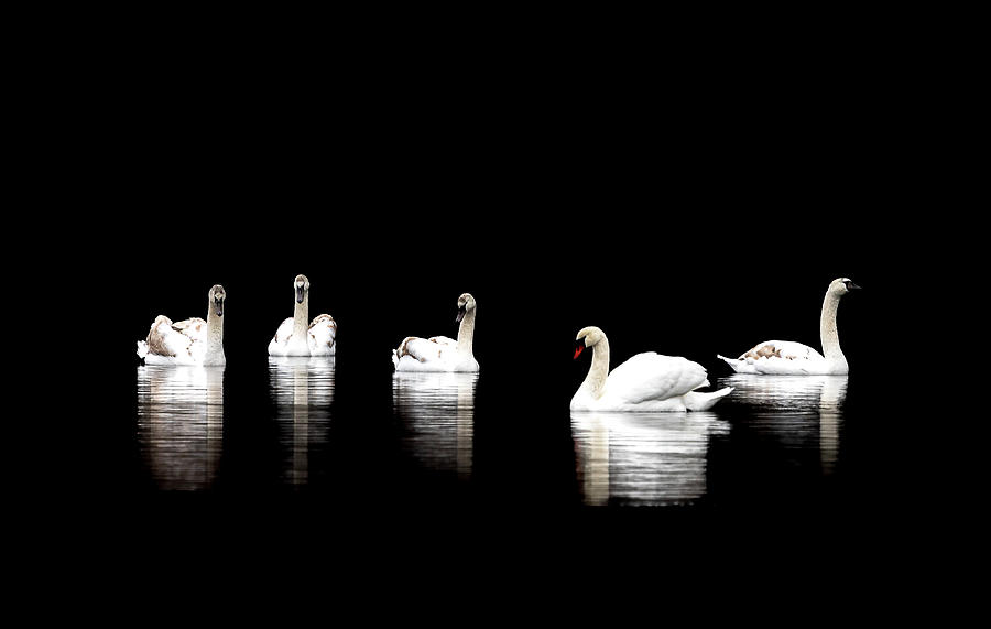 Swan Lake Photograph by Catherine Grassello