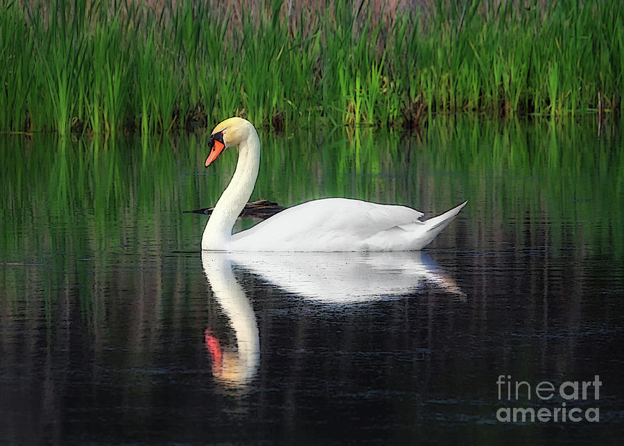 Swan Lake Photograph by Geoff Crego