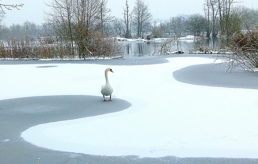 Swan Lake Photograph by Helen George