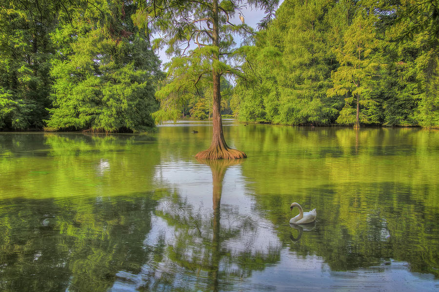 Swan Lake in Sumter SC 2 Photograph by Steve Rich - Fine Art America