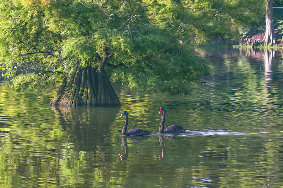 Swan Lake in Sumter SC 3 Photograph by Steve Rich - Fine Art America