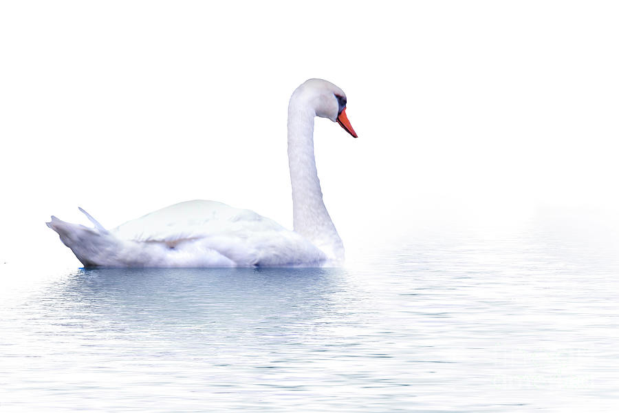 Swan Photograph - Swan Lake by John Kain
