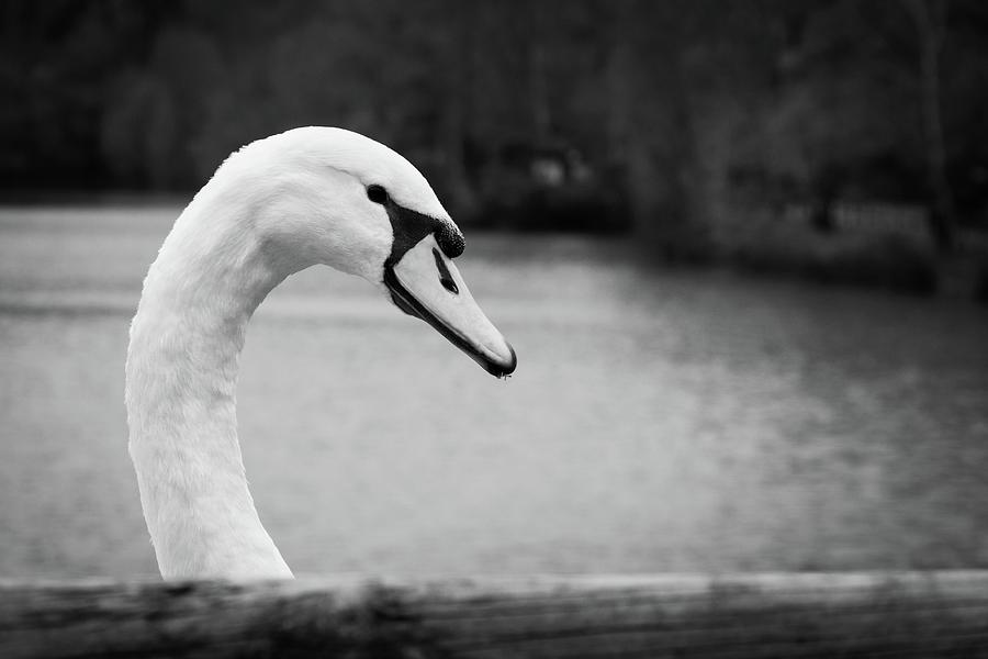 Swan Lake Photograph by Josu Ozkaritz