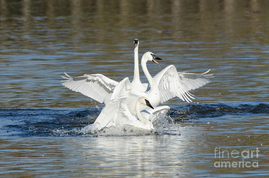 Swan Lake Photograph by Kristine Anderson