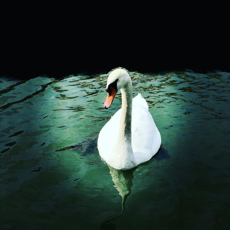 Swan Lake Photograph by Lisa Soots